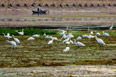 骆马湖湿地（图片来自网络）